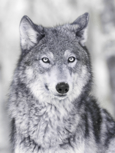 WOLF DEFENSE ZARAGOZA